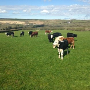 mountain-farm-cattle
